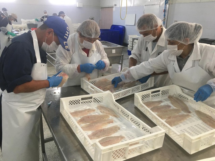 programa-corvina-comienza-el-2020-con-la-comercializacion-de-la-primera-cosecha-en-sistemas-de-recirculacion Fundación Chile