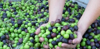 Aceite de oliva chileno