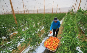 Chileagricola: El sitio web de capacitación e información técnica enfocado en la pequeña agricultura