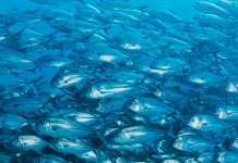 ¿Puede ser el jurel un recurso renovable? Lanzan manual de buenas prácticas en la pesca para asegurar su sostenibilidad