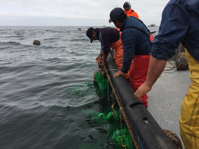 Proyecto de innovación social en Tongoy gana premio a la Innovación Inclusiva en Best Microalgae Awards 2020