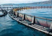IncubatecUFRO lanza programa Corfo en apoyo a MIPES del sector acuícola para contrarrestar efectos de la crisis económica