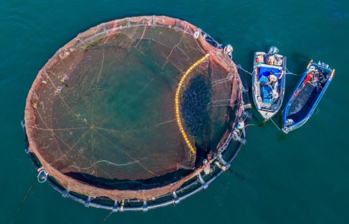 Proyecto CORFO:  Apuestan por nanotecnología antifouling basada en cobre para mejorar redes de cultivo acuícola