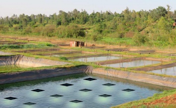 Las nuevas luces para peces de Signify aumentan el crecimiento y mejoran la relación de conversación al aprovechar el poder del sol