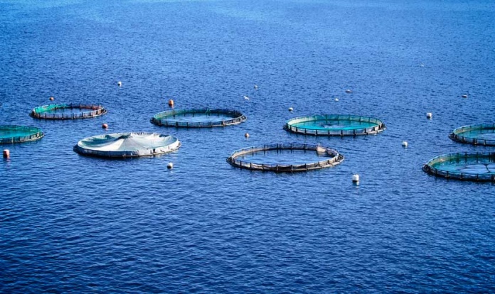 Invitan a proveedores de la industria salmonicultora a inscribirse en programa “Red de Mentores del Salmón” Invitan a proveedores de la industria salmonicultora a inscribirse en programa “Red de Mentores del Salmón”