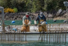 Abren nueva convocatoria de "Academia Acuícola" para apoyar a Mipes afectadas económicamente por crisis sanitaria 