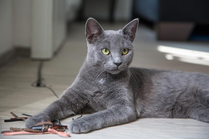 Sepa si puede instalar una alarma si vive con una mascota