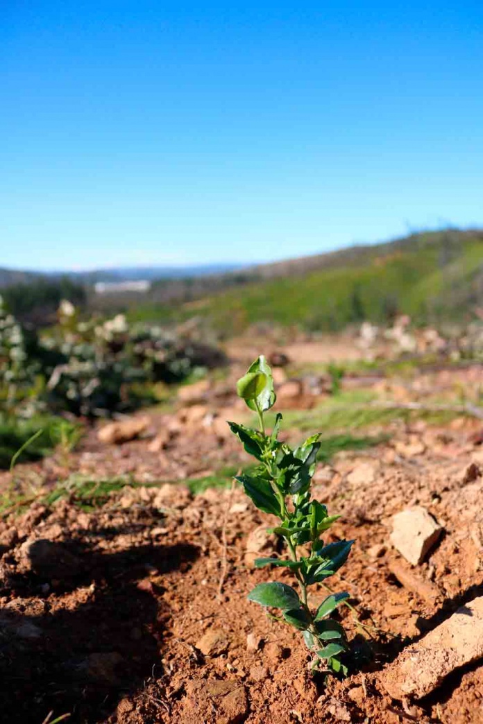 Fundación Reforestemos lanza programas de conservación para terrenos privados