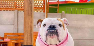 Cobre y extractos vegetales: La forma natural de cuidar a tu mascota