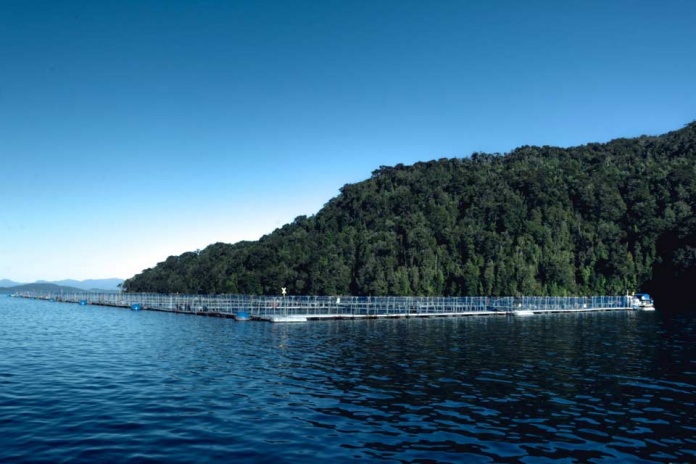 Corfo anuncia los ganadores del Programa Tecnológico para impulsar un mercado de insumos nutricionales para la industria del salmón Corfo anuncia los ganadores del Programa Tecnológico para impulsar un mercado de insumos nutricionales para la industria del salmón