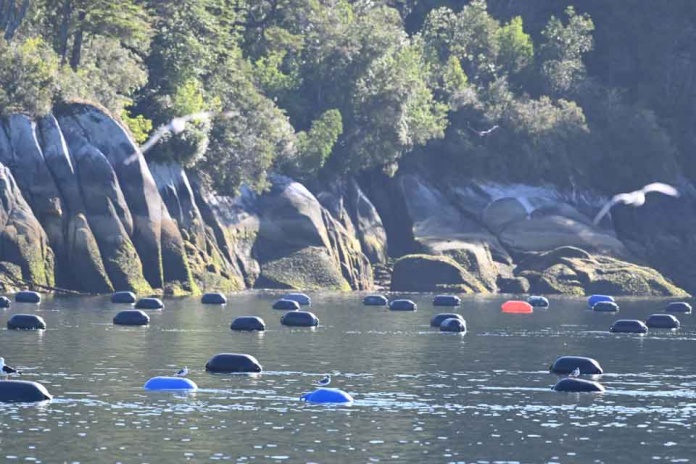 Detectan diferencias significativas en la composición de microbiomas de “choritos” de cultivo intensivo con otros provenientes de áreas libres de acuicultura