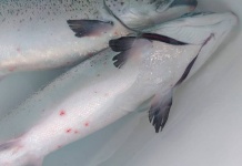 Investigadores de ACUAIM, ACUANATIVA y de INCAR validaron uso de aditivo funcional en la dieta de peces que protegería ante la infestación por Caligus