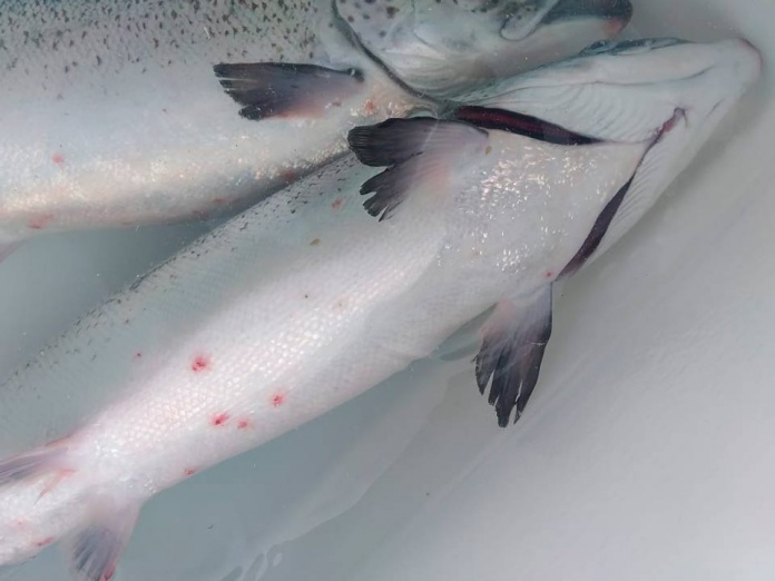 Investigadores de ACUAIM, ACUANATIVA y de INCAR validaron uso de aditivo funcional en la dieta de peces que protegería ante la infestación por Caligus Investigadores de ACUAIM, ACUANATIVA y de INCAR validaron uso de aditivo funcional en la dieta de peces que protegería ante la infestación por Caligus