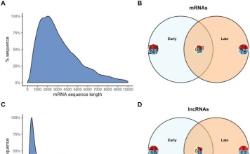 el rol de los ARNs no codificantes en la regulación de la expresión de genes asociados a procesos infectivos en salmón del Atlántico 1