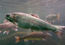 Estudio UACH/INCAR demuestra por primera vez que PAMPs de Piscirickettsia salmonis modulan la expresión de genes implicados en la inmunidad nutricional del salmón