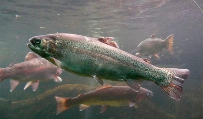 Estudio UACH/INCAR demuestra por primera vez que PAMPs de Piscirickettsia salmonis modulan la expresión de genes implicados en la inmunidad nutricional del salmón