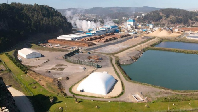 Plantas de celulosa constitución Plantas de celulosa constitución