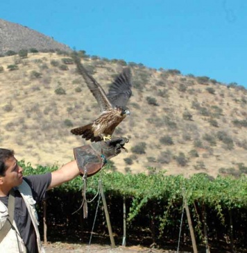 Emprendimiento chileno rehabilita aves rapaces para controlar plagas en el campo y la ciudad