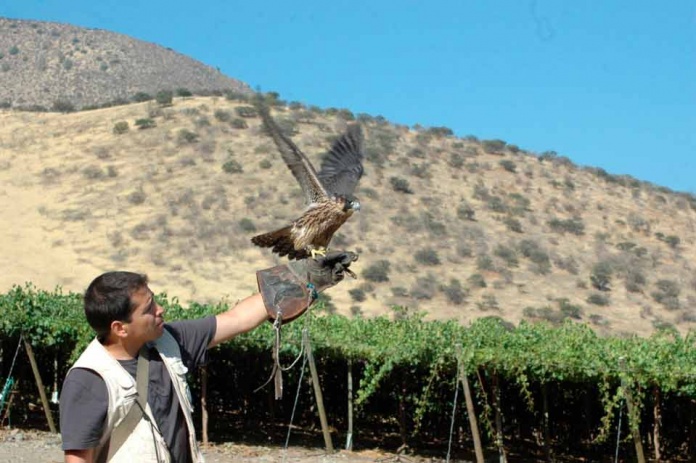 Emprendimiento chileno rehabilita aves rapaces para controlar plagas en el campo y la ciudad
