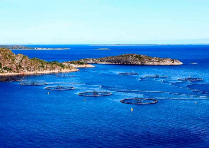 Reemplazar antibióticos por soluciones I+D en salmones permite que la industria sea sustentable