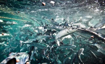 Industria acuícola: DSM lanza tecnología para mejorar la respuesta inmunológica y el crecimiento en los peces