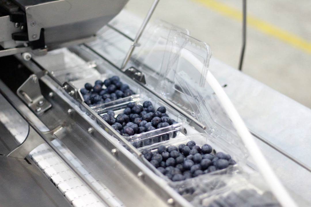 CALIBRADO Y EMBALAJE AYUDAN A LAS PLANTAS DE PROCESO DE ARÁNDANOS - TOMRA Foods blueberry solutions