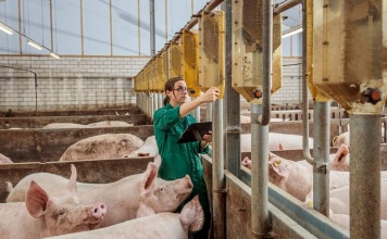 Ileítis, el enemigo invisible de la industria porcina MSD SALUD ANIMAL PORCICULTURA