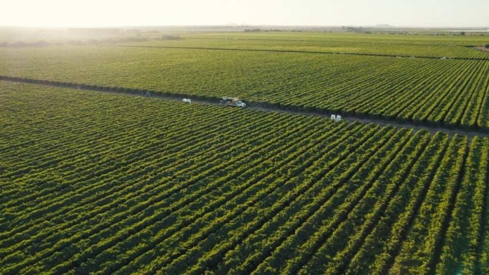 ProducePay, la startup que revolucionará el comercio agrícola marítimo