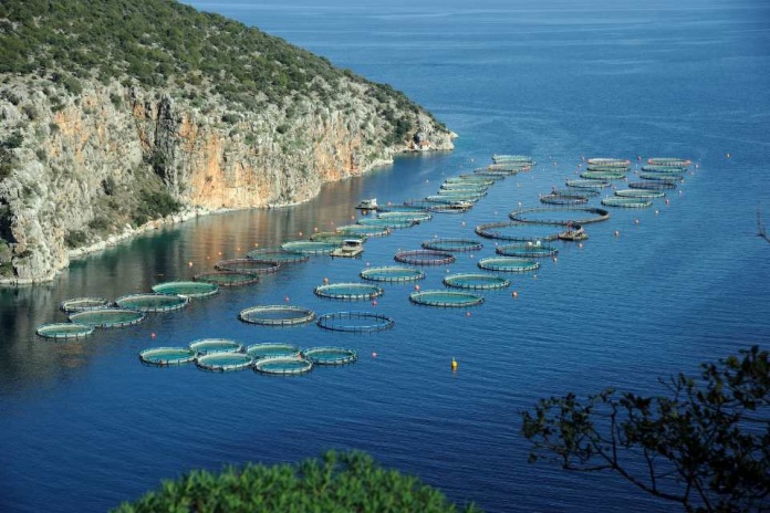 Día Mundial de la Acuicultura El futuro de los alimentos está en el mar