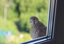 Innovador Vidrio evita que los pájaros choquen contra las ventanas