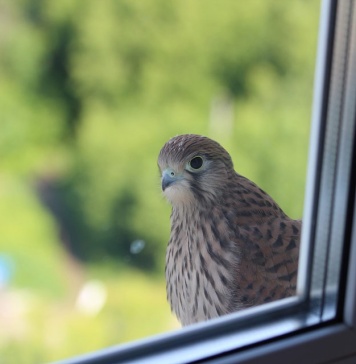 Innovador Vidrio evita que los pájaros choquen contra las ventanas