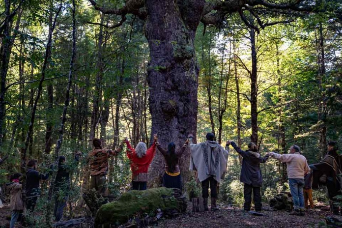 Los bosques están en peligro y necesitan sumar guardianes para que los protejan