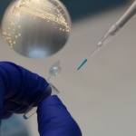 probiótico chileno desarrollado por UdeC para combatir el cáncer gástrico