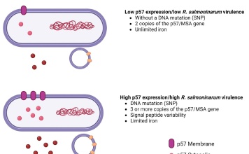 Estudio de Investigadores de la UST, UACH e INCAR demuestra relación entre los aspectos genómicos y proteómicos, y la virulencia de los mecanismos relacionados con la proteína p57 de Renibacterium salmoninarum