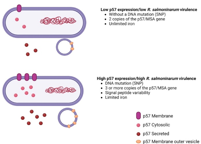 Estudio de Investigadores de la UST, UACH e INCAR demuestra relación entre los aspectos genómicos y proteómicos, y la virulencia de los mecanismos relacionados con la proteína p57 de Renibacterium salmoninarum