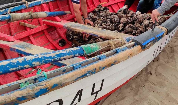 Alianza en data science permitirá disponibilizar datos sobre acuicultura de moluscos y desarrollo costero Alianza en data science permitirá disponibilizar datos sobre acuicultura de moluscos y desarrollo costero