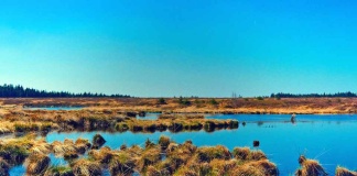 Data Observatoy expondrá sobre la aplicación de la ciencia de datos para el monitoreo de humedales en Webinar Data Science