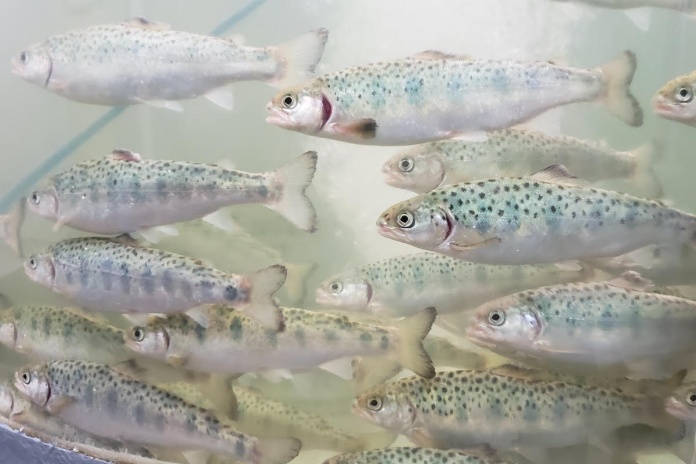 Estudio de Centro INCAR describe la diversidad y riqueza de la microbiota intestinal del salmón del Atlántico durante el proceso de transferencia a agua de mar