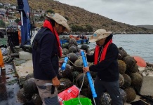Instalación de tecnología en Bahía de Guanaqueros podría mejorar procesos productivos de empresa Scallop