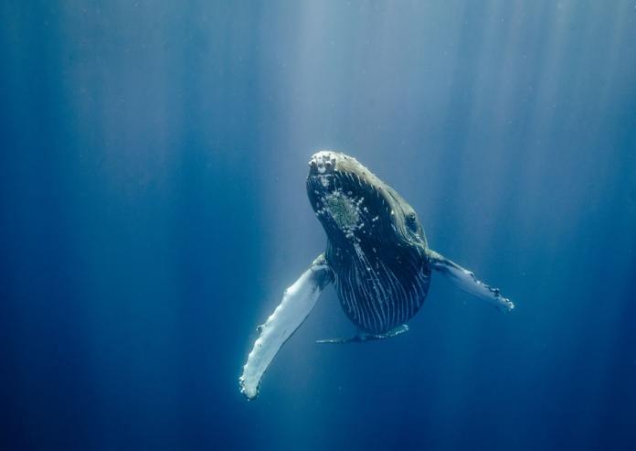 Corredores marinos e inteligencia artificial: temas clave de la conferencia Our Ocean