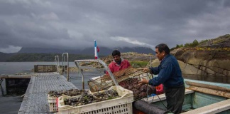 Universidad de Concepción, COPAS Coastal e INCAR invitan a postular al Diplomado Adaptación al Cambio Climático en Pesca y Acuicultura
