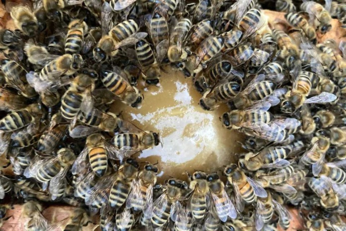 Día mundial de las abejas: Los apicultores que dan vida a la miel con denominación de origen en el Biobío