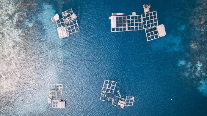 Grupo Imagine lanza nuevo “fondo temático” para invertir en startups en fase temprana: partirán con la industria acuícola