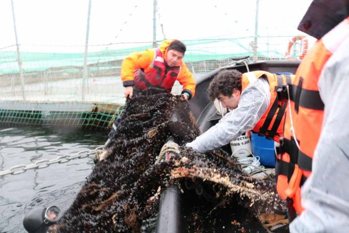 Investigadora chilena crea pintura nanotecnológica que soluciona los graves problemas de la industria salmonera 