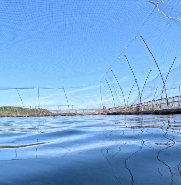 msd salud animal presenta falcon® biomass, nuevo estimador de biomasa para la obtención de datos precisos en las operaciones de acuicultura