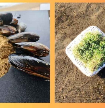 Harinas de mejillón y boyas fúngicas son los ganadores de la 2da versión del “Premio ACME Chile para el Cambio Climático”