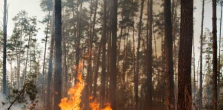 Prevenir y detectar incendios forestales utilizando Inteligencia Artificial