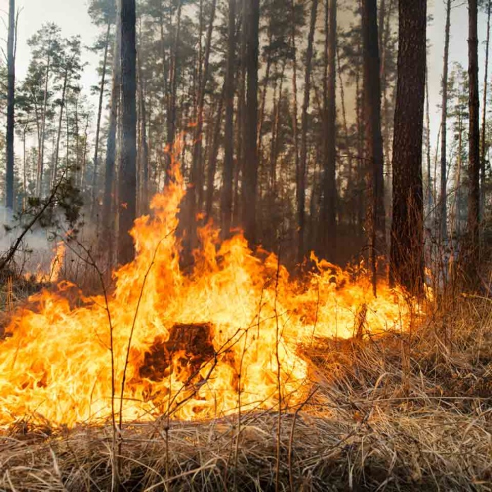 Prevenir y detectar incendios forestales utilizando Inteligencia Artificial