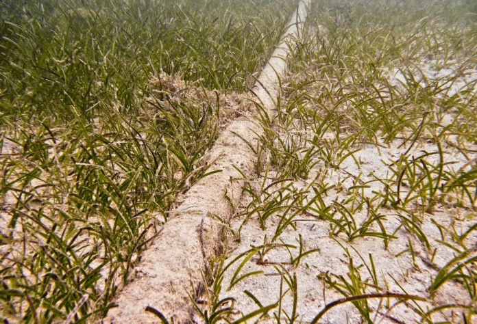 Cable Humboldt reducirá tiempos de transmisión y mejorará mecanismos de protección de datos