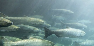 Investigación propone utilizar residuos del salmón para generar alimentos ricos en calcio
